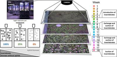 Invertebrate Decline Leads to Shifts in Plant Species Abundance and Phenology